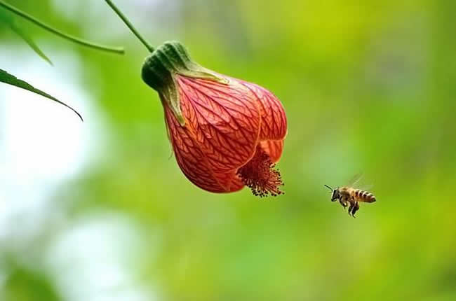 中蜂什么時候開始秋繁？