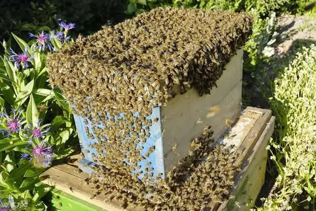 中蜂什么時候開始秋繁？