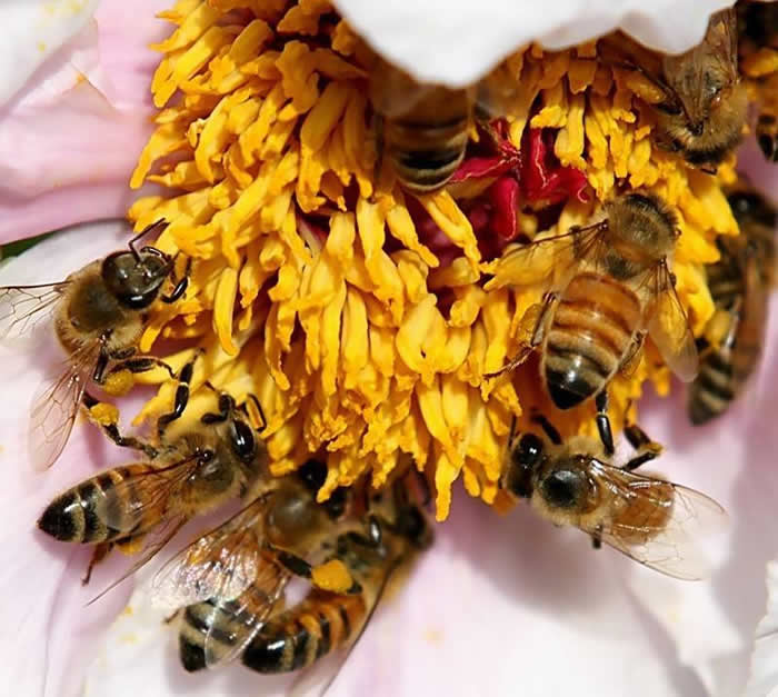 中蜂什么時候開始秋繁？