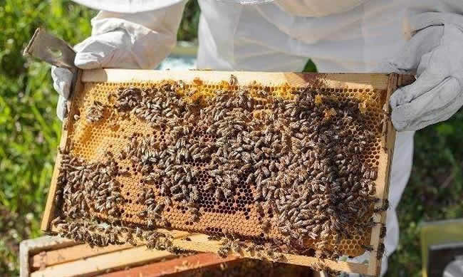 中蜂什么時候開始秋繁？