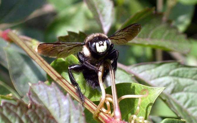 竹蜂一般在我國哪些地方有 竹蜂一般在我國哪些地方有