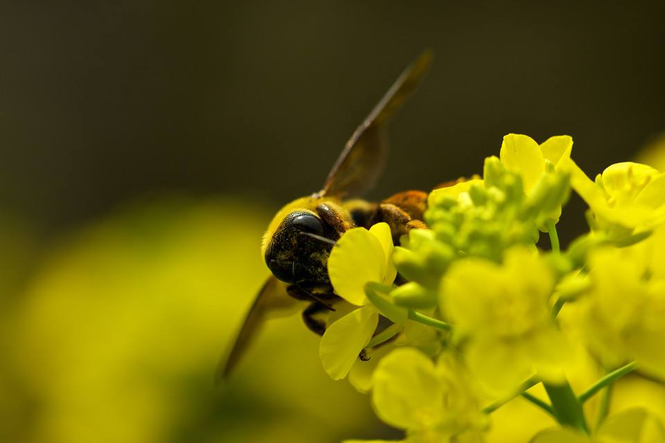 沒有蜂王蜜蜂怎么養? 沒有蜂王蜜蜂怎么養?