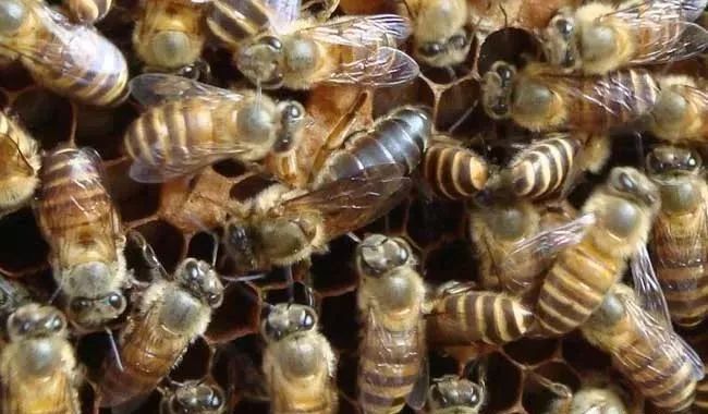 產(chǎn)卵的工蜂還會出去采集嗎(工產(chǎn)后的蜂群還會采集花粉嗎) 產(chǎn)卵的工蜂還會出去采集嗎(工產(chǎn)后的蜂群還會采集花粉嗎)