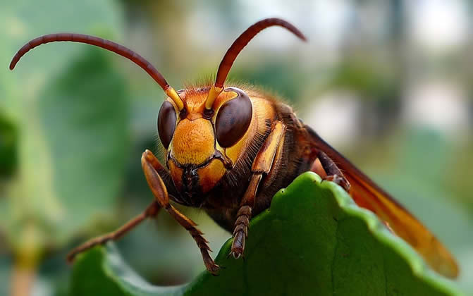 胡蜂真的能蟄死人嗎? 胡蜂