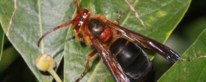 中國大虎頭蜂一般筑巢在哪里(大虎頭蜂怎么挑選地方筑巢) 中國大虎頭蜂一般筑巢在哪里(大虎頭蜂怎么挑選地方筑巢)