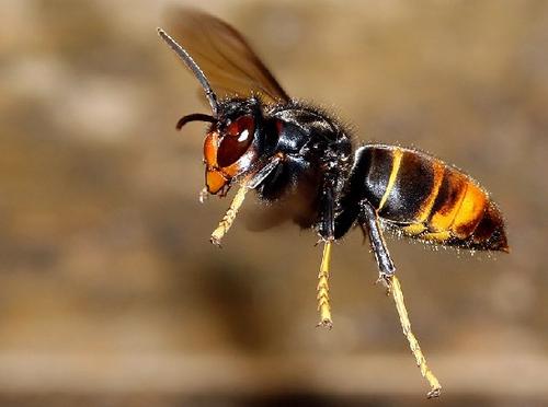 中國大虎頭蜂一般筑巢在哪里(大虎頭蜂怎么挑選地方筑巢) 中國大虎頭蜂一般筑巢在哪里(大虎頭蜂怎么挑選地方筑巢)·
