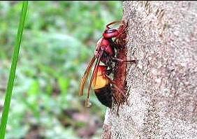 中國大虎頭蜂一般筑巢在哪里(大虎頭蜂怎么挑選地方筑巢) 中國大虎頭蜂一般筑巢在哪里(大虎頭蜂怎么挑選地方筑巢)