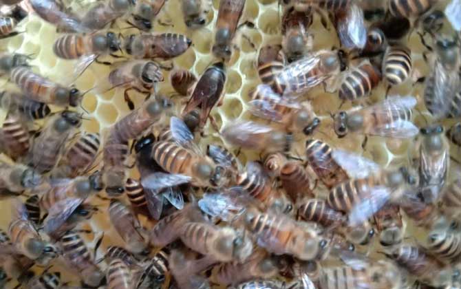 春繁養蜂如何加脾(蜜蜂春繁加脾規律有哪些) 春繁養蜂如何加脾(蜜蜂春繁加脾規律有哪些)