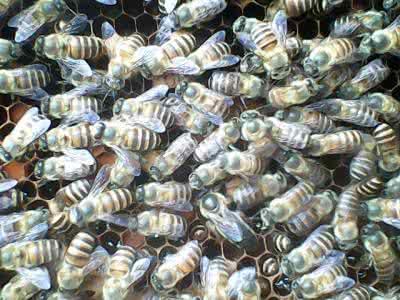 中蜂雙王群 中蜂雙王群