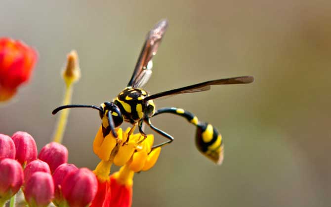 細腰蜂是蜜蜂嗎 細腰蜂是蜜蜂嗎