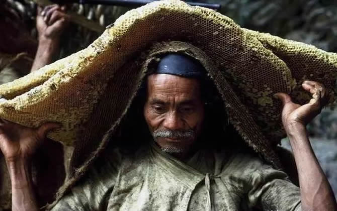 喜馬拉雅蜜蜂 喜馬拉雅蜜蜂