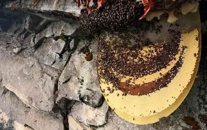 喜馬拉雅蜜蜂 喜馬拉雅蜜蜂