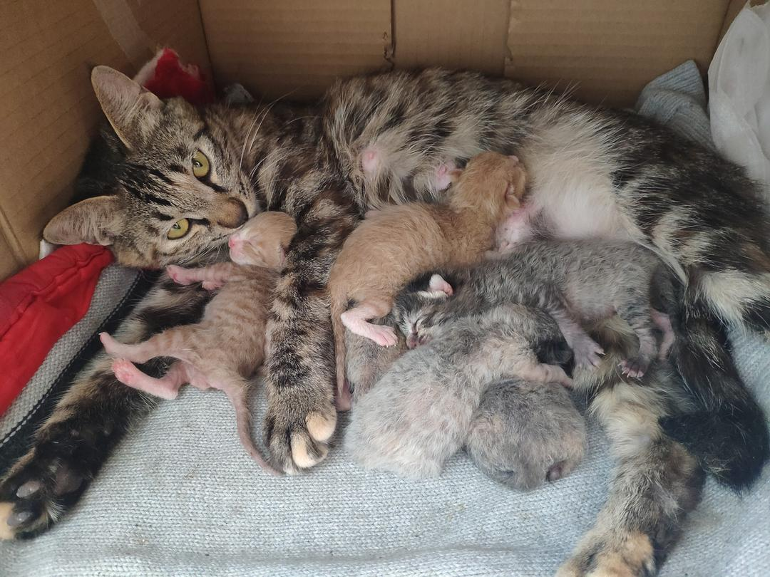 貓交配時為啥會撕心裂肺地嚎叫 貓?jiān)诎l(fā)情期時,為什么會發(fā)出嚎叫聲?