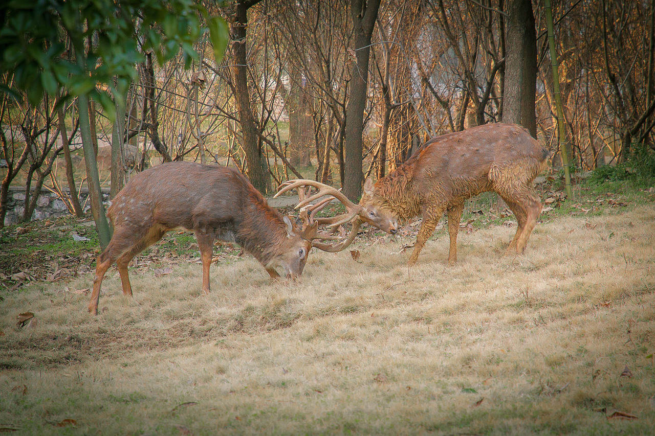 貓交配時為啥會撕心裂肺地嚎叫 貓?jiān)诎l(fā)情期時,為什么會發(fā)出嚎叫聲?