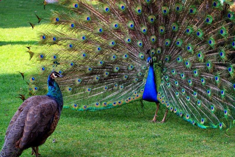 貓交配時為啥會撕心裂肺地嚎叫 貓?jiān)诎l(fā)情期時,為什么會發(fā)出嚎叫聲?