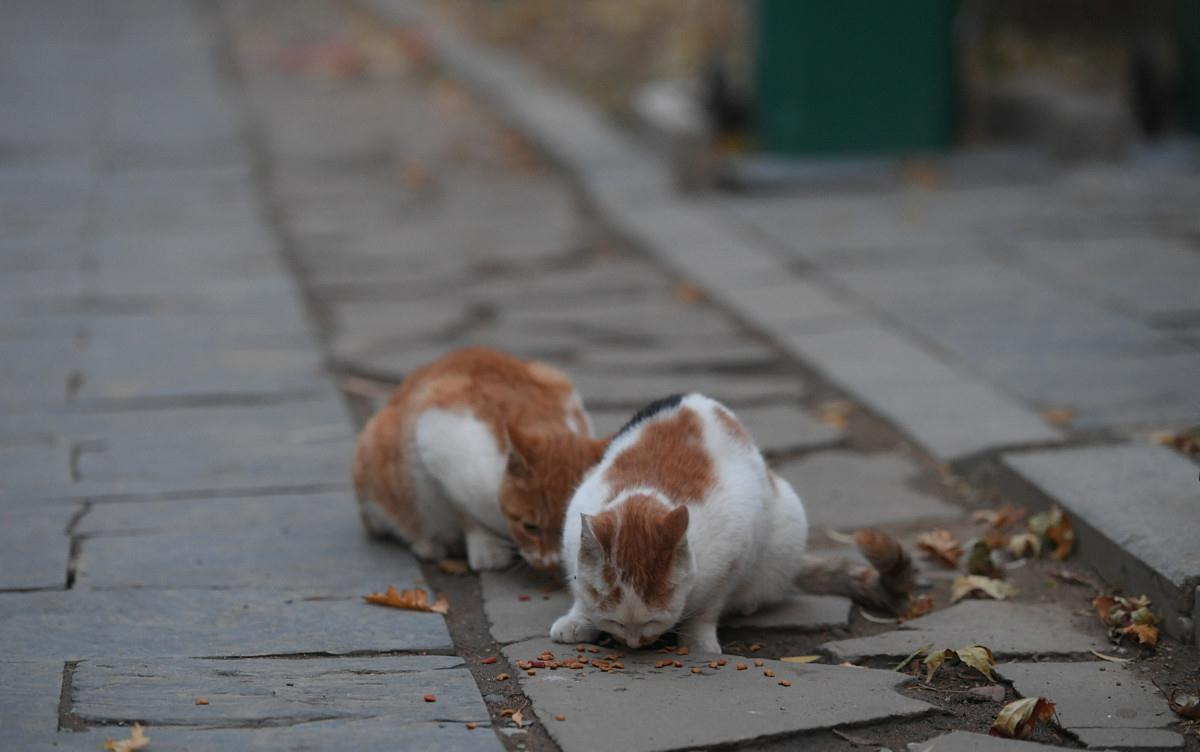 貓交配時為啥會撕心裂肺地嚎叫 貓?jiān)诎l(fā)情期時,為什么會發(fā)出嚎叫聲?