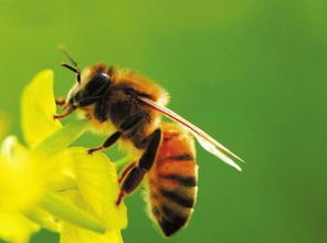 蜜蜂種蜂場如何申請(如何申報地區(qū)種蜂場) 蜜蜂種蜂場如何申請(如何申報地區(qū)種蜂場)