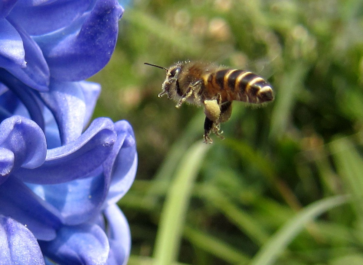 新手養蜂要先學什么技術(新手怎么學養蜂) 新手養蜂要先學什么技術(新手怎么學養蜂)