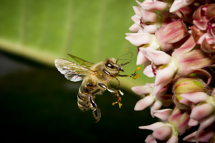 蜜蜂怎么養比較好(養蜜蜂的技巧) 蜜蜂怎么養比較好(養蜜蜂的技巧)