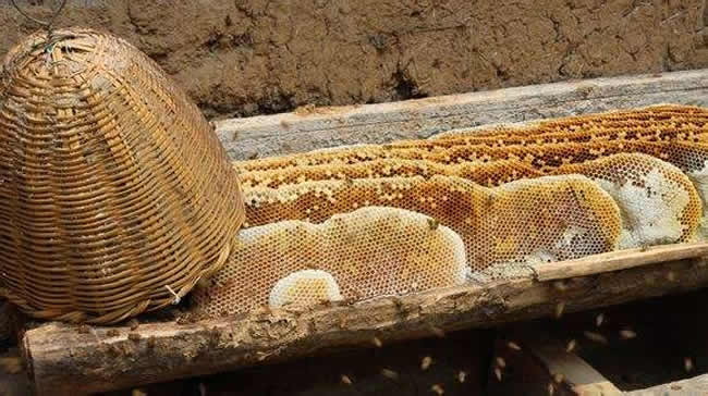 什么是土法養蜂技術？