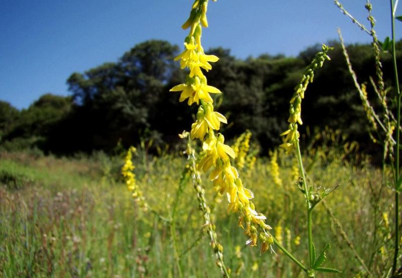 草木犀是蜜源植物嗎(草木犀的花期和常見種類) 草木犀是蜜源植物嗎(草木犀的花期和常見種類)