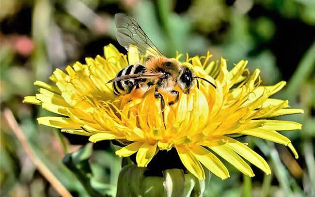 蘇拉威西蜂有哪些特點呢？