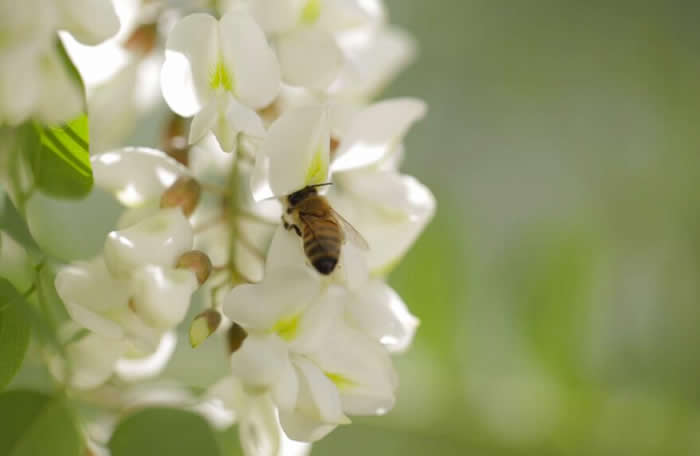 【蜜蜂養殖】一箱意蜂洋槐花期能產多少蜜? 一箱意蜂洋槐花期能產多少蜜?