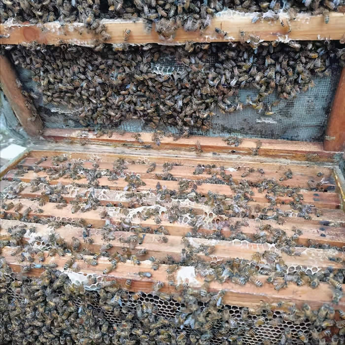 人工分蜂最佳時(shí)間及注意事項(xiàng) 人工分蜂最佳時(shí)間及注意事項(xiàng)