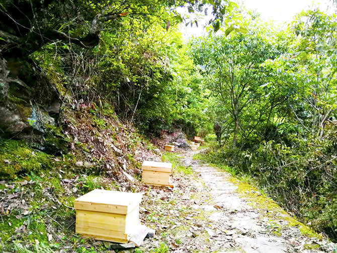 人工分蜂最佳時(shí)間及注意事項(xiàng) 人工分蜂最佳時(shí)間及注意事項(xiàng)