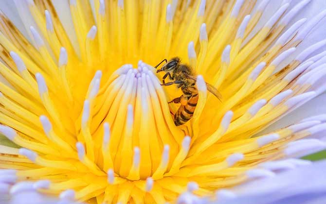 新手養蜂入門及注意事項 新手養蜂