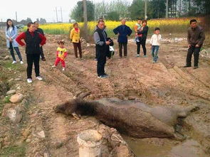 養(yǎng)蜂場地多大面積合適(格子養(yǎng)蜂的尺寸是多少合適) 養(yǎng)蜂場地多大面積合適(格子養(yǎng)蜂的尺寸是多少合適)