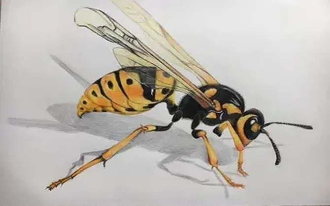 找馬蜂的最快方法 找馬蜂的最快方法