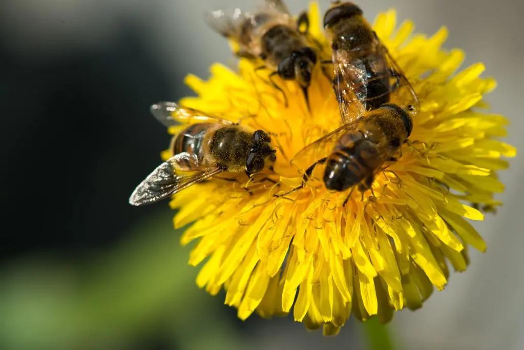 ?工蜂尾巴變白是什么原因(為什么蜜蜂尾部會出現白色物質) ?工蜂尾巴變白是什么原因(為什么蜜蜂尾部會出現白色物質)