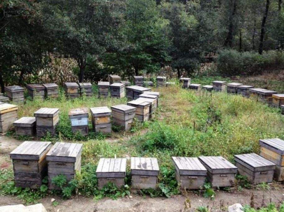 【蜜蜂知識】養殖中蜂好還是意蜂好 養殖中蜂好還是意蜂好