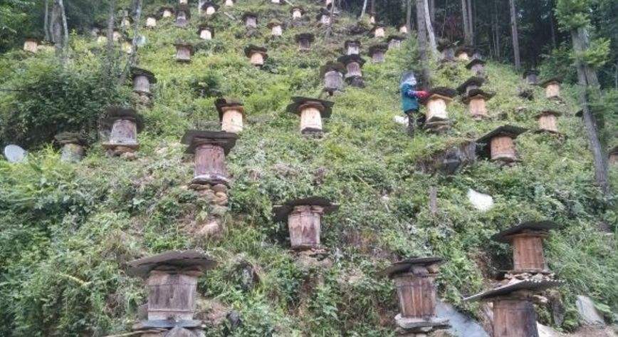 【蜜蜂知識】養殖中蜂好還是意蜂好 養殖中蜂好還是意蜂好