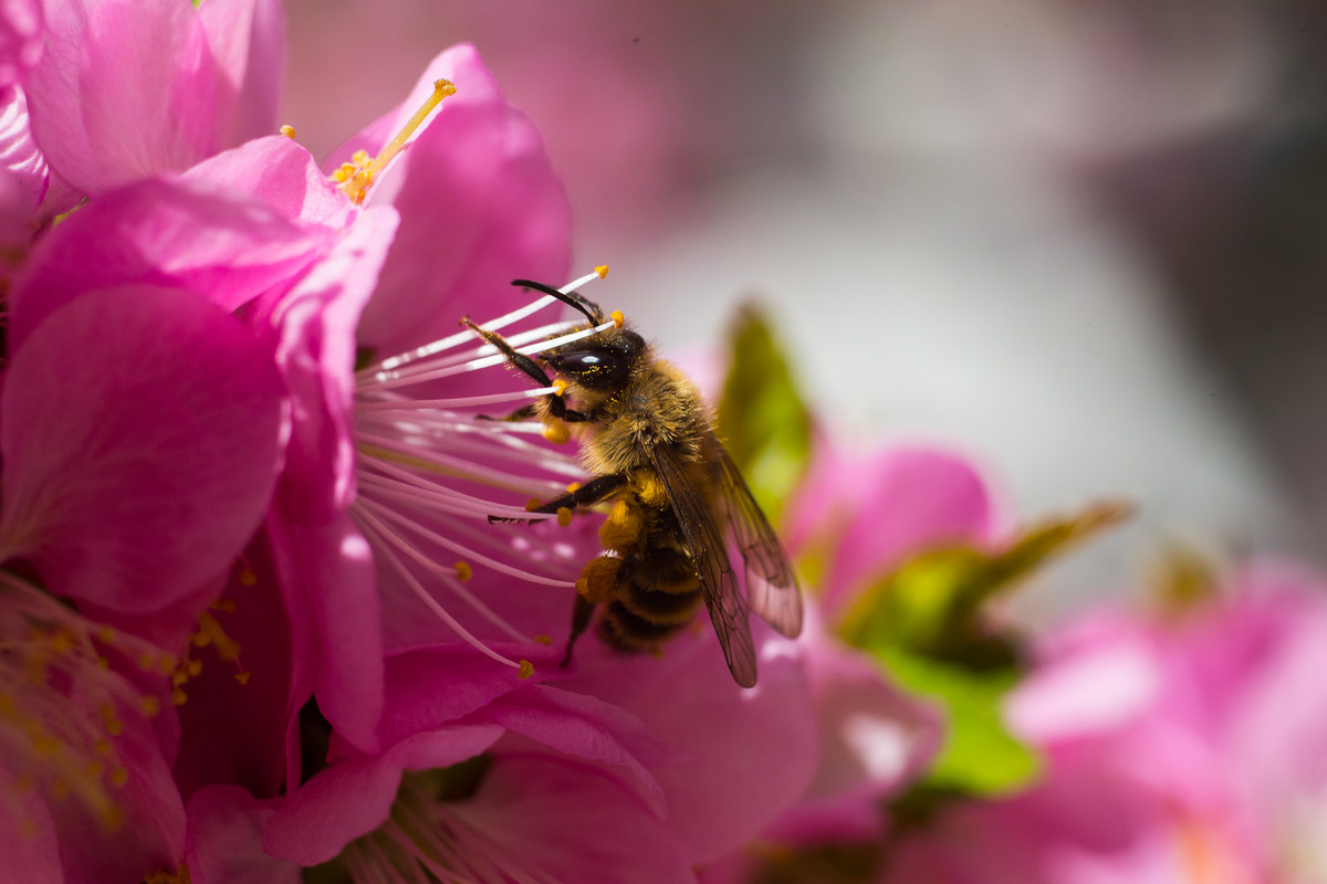 蜜蜂喜歡什么樣的顏色?(蜜蜂會(huì)討厭什么顏色的花) 蜜蜂喜歡什么樣的顏色?(蜜蜂會(huì)討厭什么顏色的花)