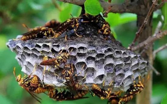 如何防止馬蜂吃蜜蜂(預防馬蜂吃蜜蜂的處理方法) 如何防止馬蜂吃蜜蜂(預防馬蜂吃蜜蜂的處理方法)
