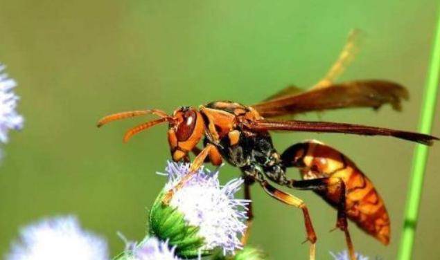 如何防止馬蜂吃蜜蜂(預防馬蜂吃蜜蜂的處理方法) 如何防止馬蜂吃蜜蜂(預防馬蜂吃蜜蜂的處理方法)
