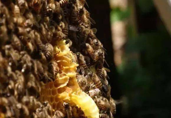 大蜂場是怎么養(yǎng)蜂的(大型養(yǎng)蜂場是如何飼喂蜂群的) 大蜂場是怎么養(yǎng)蜂的(大型養(yǎng)蜂場是如何飼喂蜂群的)