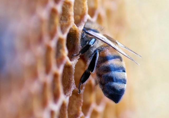 大蜂場是怎么養(yǎng)蜂的(大型養(yǎng)蜂場是如何飼喂蜂群的) 大蜂場是怎么養(yǎng)蜂的(大型養(yǎng)蜂場是如何飼喂蜂群的)