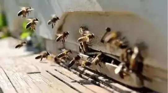 家里有很多蜜蜂怎么辦(家里突然來(lái)了好多蜜蜂怎么辦) 家里有很多蜜蜂怎么辦(家里突然來(lái)了好多蜜蜂怎么辦)