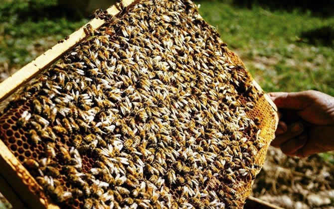 蜂脾關系及脾距的調整 蜂脾關系