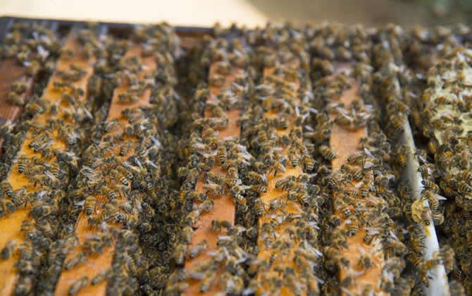 蜂脾關系及脾距的調整 蜂脾關系