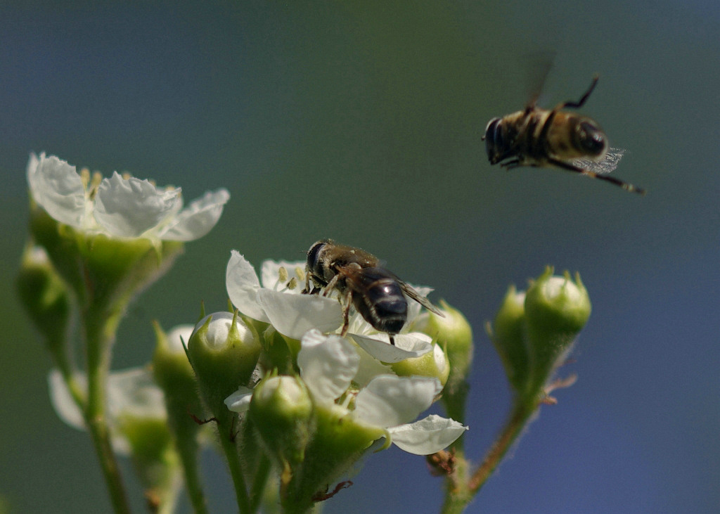 蜜蜂為什么要采蜜對花有什么好處(蜜蜂采花蜜是為了什么) 蜜蜂為什么要采蜜對花有什么好處(蜜蜂采花蜜是為了什么)