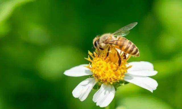 冬天蜜蜂缺蜜有什么表現(冬天蜜蜂缺蜜怎么辦) 冬天蜜蜂缺蜜有什么表現(冬天蜜蜂缺蜜怎么辦)