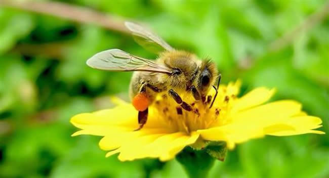 中蜂放防王跑片的危害(蜂王防逃片可以長期使用嗎) 中蜂放防王跑片的危害(蜂王防逃片可以長期使用嗎)