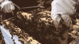 蜜蜂為什么不怕熱? 蜜蜂為什么不怕熱?