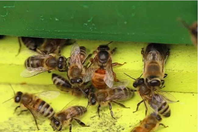 為什么雄蜂壽命比工蜂短? 為什么雄蜂壽命比工蜂短?