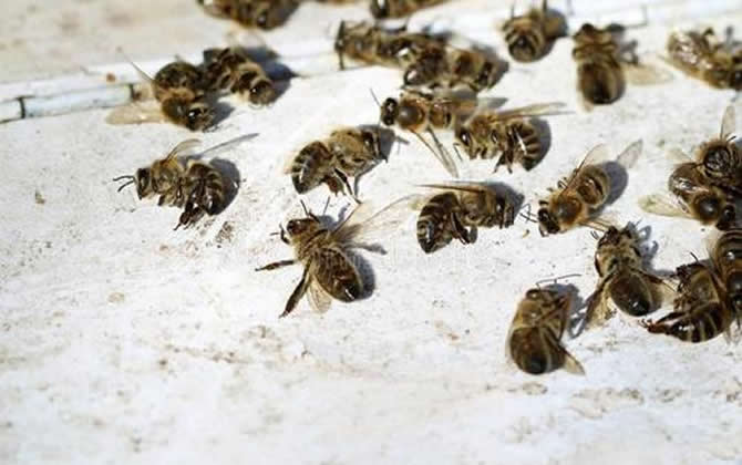 為什么蜂巢門口有那么多死蜂? 為什么蜂巢門口有那么多死蜂?