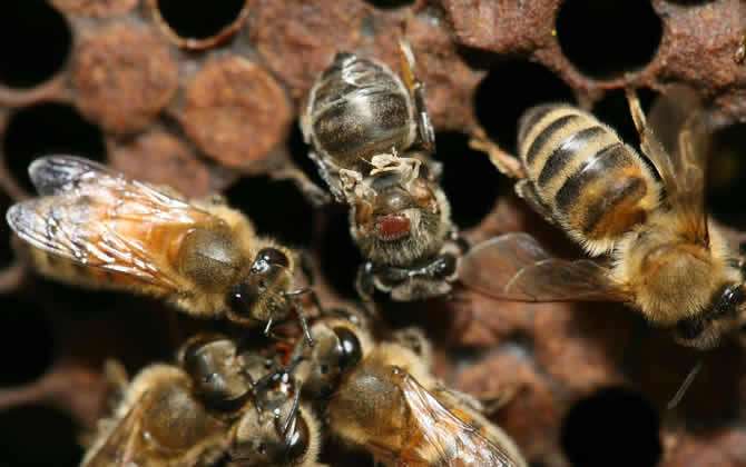 為什么蜂巢門口有那么多死蜂? 為什么蜂巢門口有那么多死蜂?